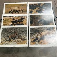 Lotto 9 foto animali della montagna con cornice