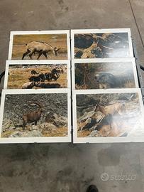 Lotto 9 foto animali della montagna con cornice