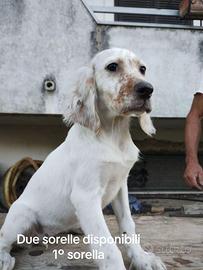 Cucciole setter inglese