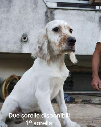 Cucciole setter inglese