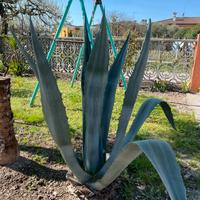 Pianta agave