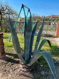 Pianta agave