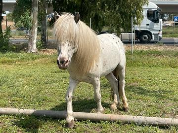 Pony falabella domato