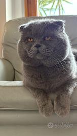 ? gatto scottish fold disponibile per monta - fi