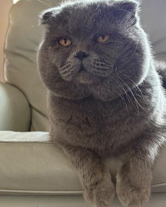 ? gatto scottish fold disponibile per monta - fi