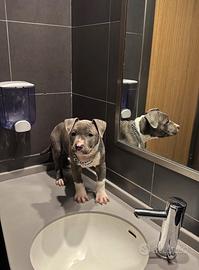 Amstaff di alta qualità