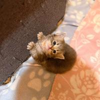 Cucciolata di Gatti Siberiani