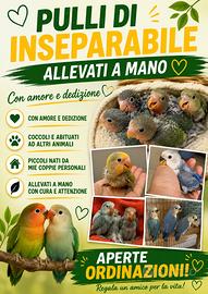 Pulli inseparabile allevati a mano