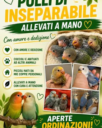 Pulli inseparabile allevati a mano