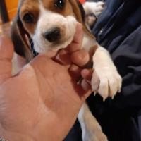 Beagle tricolore cuccioli