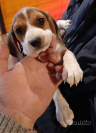Beagle tricolore cuccioli