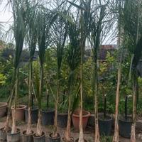 palme cocos 