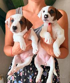 Cuccioli Jack Russell Terrier