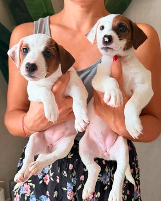 Cuccioli Jack Russell Terrier