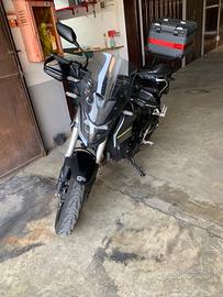Honda hornet