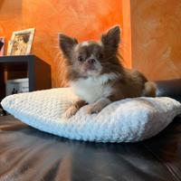 Chihuahua con pedigree per monta