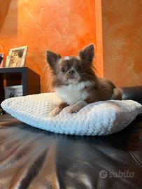 Chihuahua con pedigree per monta