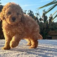 Cuccioli barbonvini maschietti e femminucce