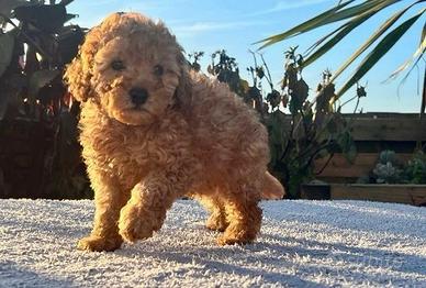 Cuccioli barbonvini maschietti e femminucce