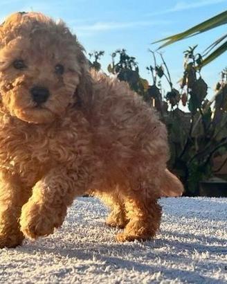 Cuccioli barbonvini maschietti e femminucce