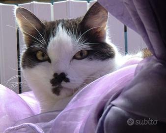 Pensione per gatti senza gabbie a Biella