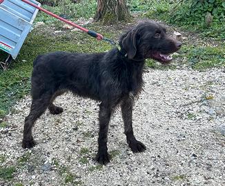 Femmina incrocio drahthaar