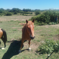 Cavallo incrocio TPR