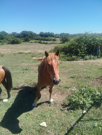 Cavallo incrocio TPR