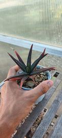 Gasteraloe 'Midnight'