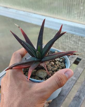 Gasteraloe 'Midnight'