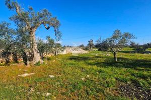 TER. AGRICOLO A NARDÒ