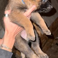 Pastore belga malinois