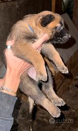 Pastore belga malinois
