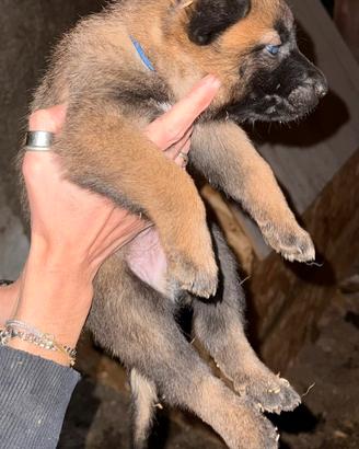 Pastore belga malinois