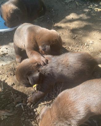 Labrador Retrievers chocolate
