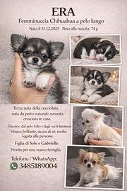 Chihuahua mini tricolore