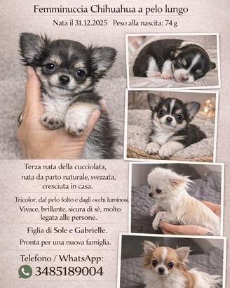 Chihuahua mini tricolore