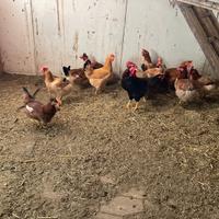 Galline