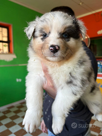 Cuccioli Australian Shepherd/Pastore Australiano