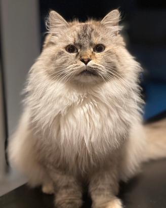 Gatta siberiana