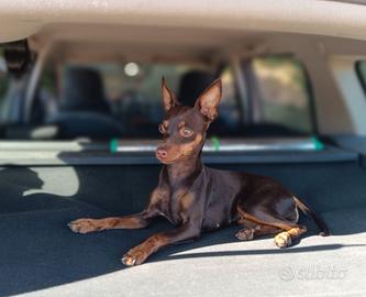Pinscher toy (per accoppiamento)
