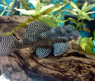 Loricaride hypancistrus L 260