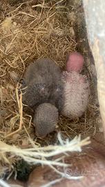 Ultimo inseparabile roseicollins