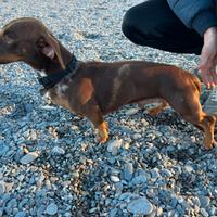 Bassotto Arlecchino disponibile per monta