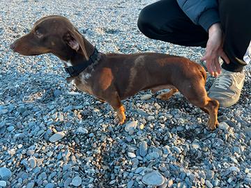 Bassotto Arlecchino disponibile per monta