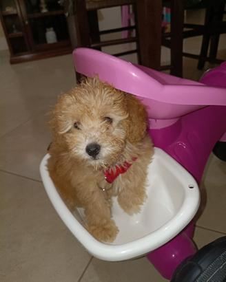 Barboncino Toy