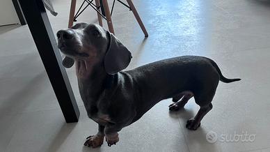 Monta Bassotto Blu Focato