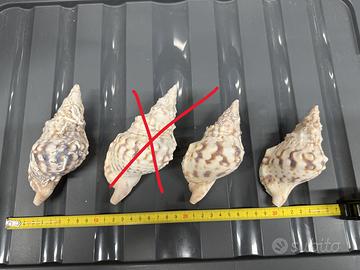 Charonia Tritonis Piccola - 11 cm circa