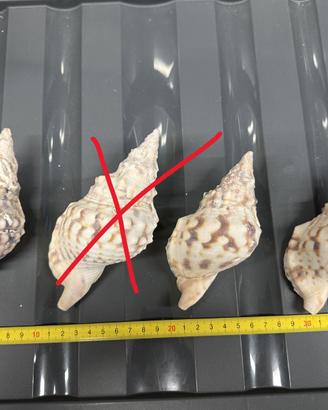 Charonia Tritonis Piccola - 11 cm circa