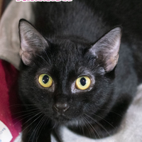 Miranda gattina nera di 4 mesi